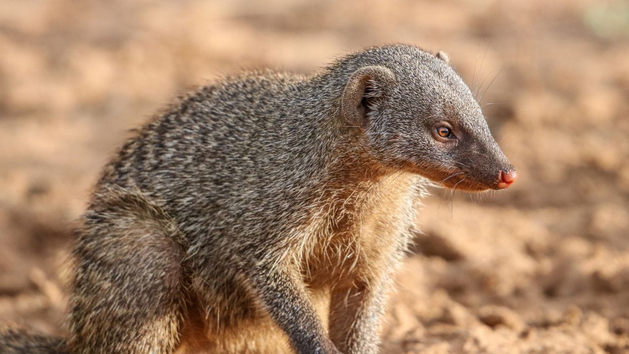 શાસ્ત્રોમાં જણાવાયું છે કે નોળિયા જોવું એ ભગવાન કુબેરને જોવા જેવું છે. નોળિયાને છુપાયેલા ખજાનાનું પ્રતીક માનવામાં આવે છે. તેનું દેખાવ સૌભાગ્યનું પ્રતીક છે. નોળિયા શાણપણ, સફળતા અને સંપત્તિનું પ્રતિનિધિત્વ કરે છે. તેથી, નોળિયા જોવું તમારા માટે શુભ સાબિત થઈ શકે છે. (All Image Credit -GettyImages)