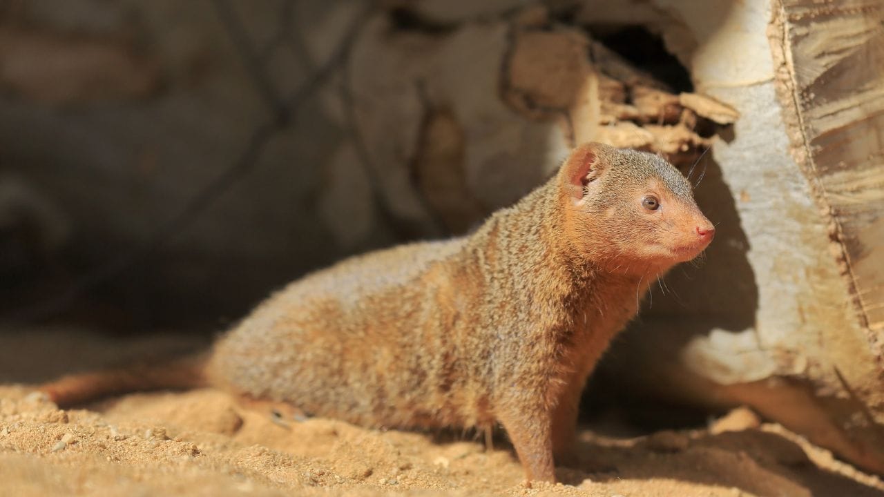 વધુમાં, જો તમે સવારે ઉઠીને તમારા ઘરમાં નોળિયા જુઓ છો, તો તમારે જાણવું જોઈએ કે તમે ટૂંક સમયમાં ધનવાન બનશો. જ્યોતિષ શાસ્ત્ર અનુસાર, નોળિયાનો સીધો સંબંધ છુપાયેલા ખજાના સાથે છે. વહેલી સવારે તેને જોવું એ છુપાયેલા ખજાનાની શોધ સૂચવે છે.