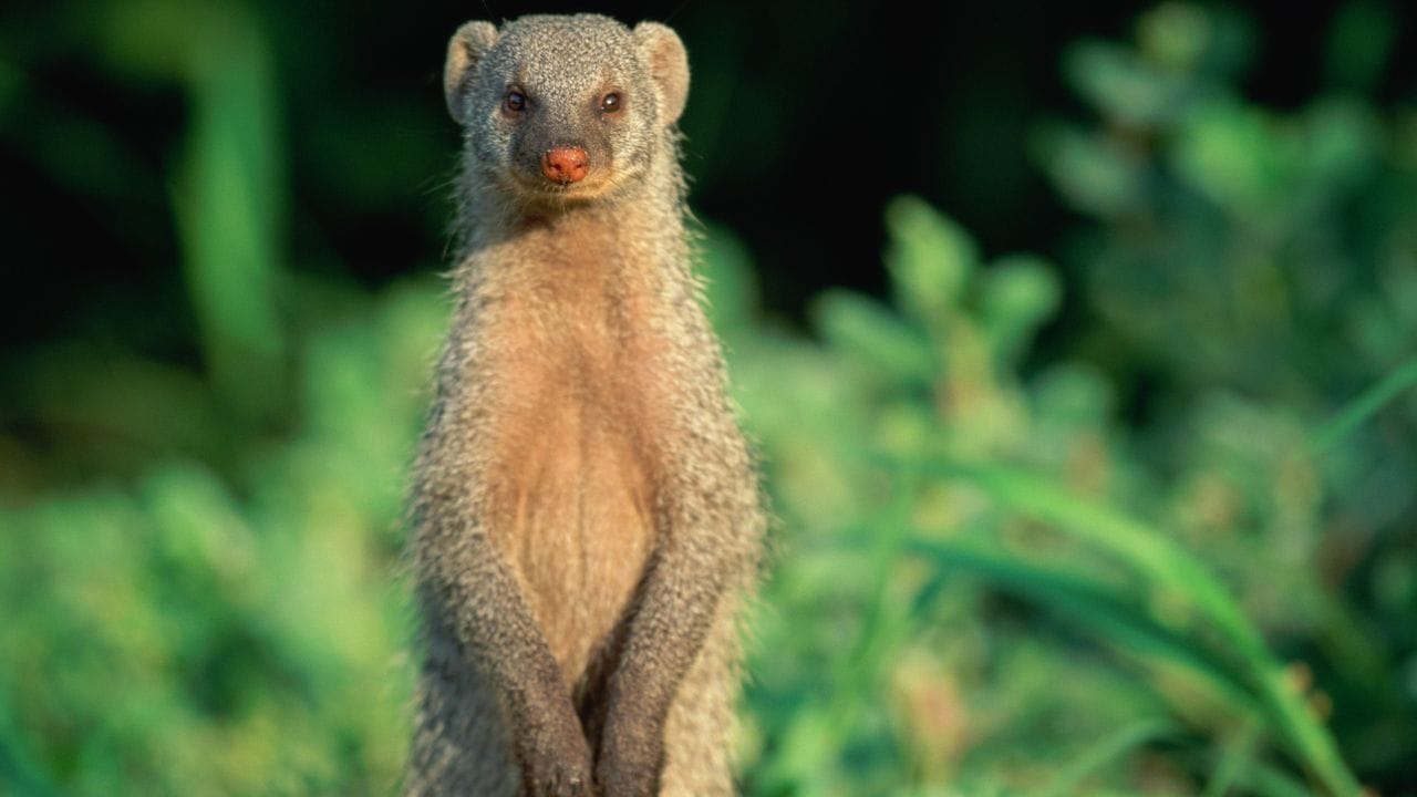 જો કોઈ નોળિયા તમારા રસ્તાને પાર કરે છે અથવા મુસાફરી કરતી વખતે દેખાય છે, તો તેનો અર્થ એ છે કે તમે જે કાર્ય કરી રહ્યા છો તે શુભ રહેશે. ભલે તે તમે કોર્ટમાં જઈ રહ્યા હોવ કે નોકરી માટે જઈ રહ્યા હોવ.