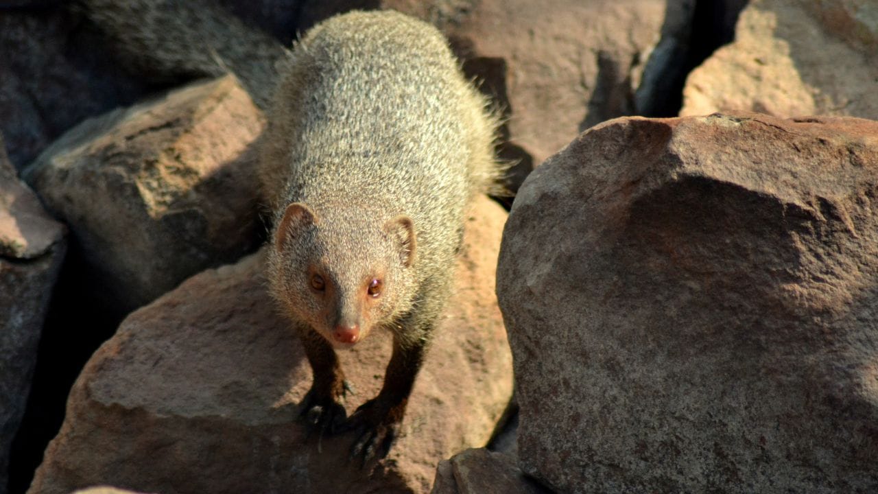 આપણા હિન્દુ સનાતન ધર્મમાં, નોળિયાને ભગવાન કુબેરનું વાહન માનવામાં આવે છે. જો તમે નોળિયા જુઓ છો, તો તે તમારા માટે શુભ સંકેત છે. સવારે નોળિયા જોવાથી તમારું નસીબ બદલાઈ શકે છે. જો તમે પણ સવારે નોળિયા જુઓ છો, તો તમારું ભાગ્ય ટૂંક સમયમાં બદલાવાનું છે.