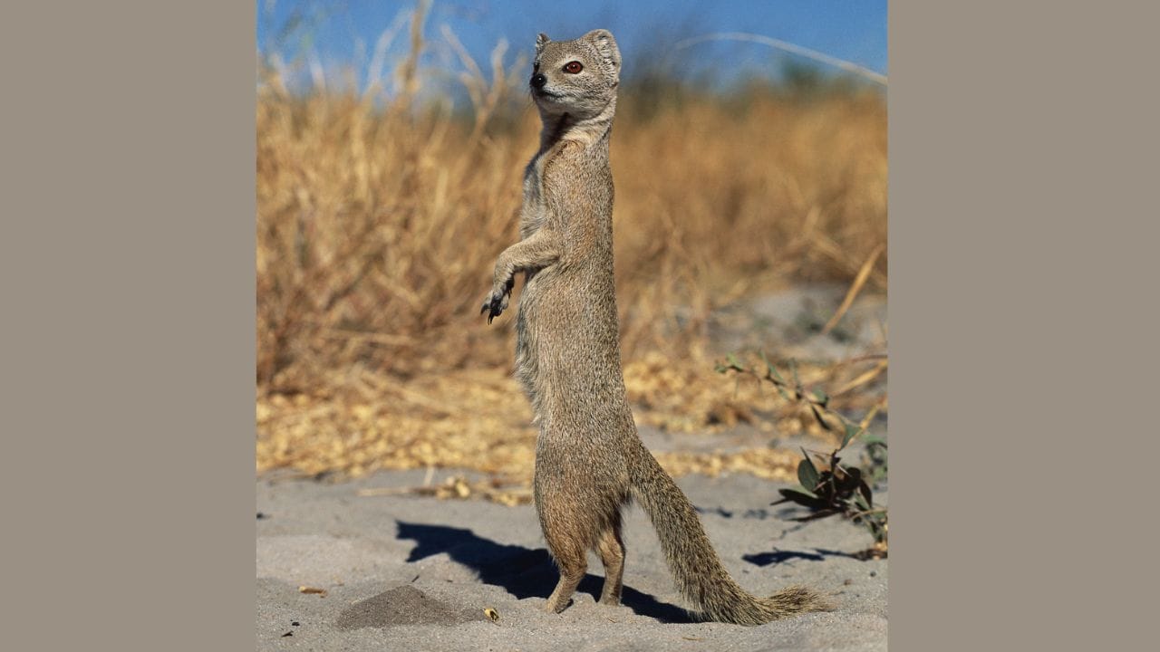 આપણા ધાર્મિક શાસ્ત્રો અનુસાર, નોળિયાને ધનના દેવતા ભગવાન કુબેરનું વાહન માનવામાં આવે છે. તેનું દેખાવ ખૂબ જ શુભ માનવામાં આવે છે.