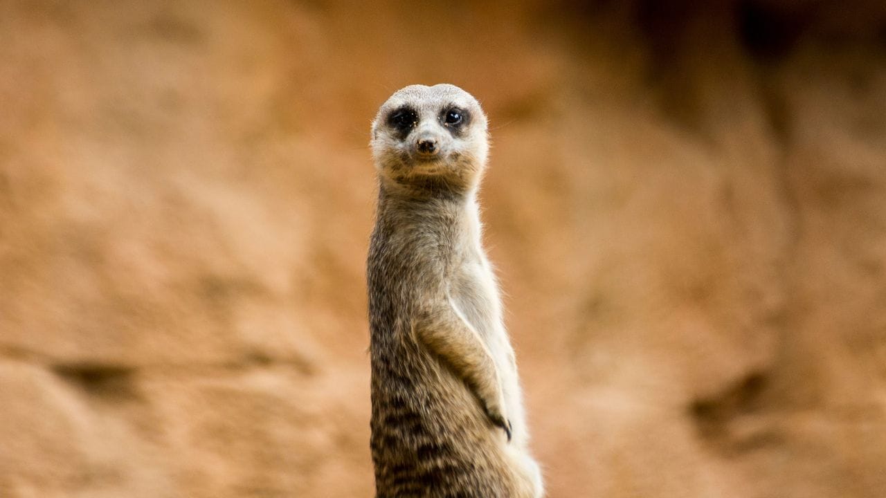 નોળિયાને સૂર્યનું પ્રતીક માનવામાં આવે છે. નોળિયા તમારા જીવનમાં સૂર્ય જેવું તેજ લાવે છે. એવું પણ માનવામાં આવે છે કે જો કોઈ વ્યક્તિ સવારે નોળિયો જુએ છે, તો તેણે સમજવું જોઈએ કે ભવિષ્યમાં તેને ટૂંક સમયમાં નોંધપાત્ર નાણાકીય લાભ થશે, જેનાથી તે ધનવાન બનશે.