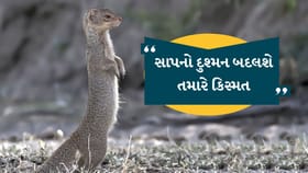 રસ્તામાં નોળિયાને જોવો કઇ વાતનો સંકેત આપે છે? જાણો શુભ કે અશુભ