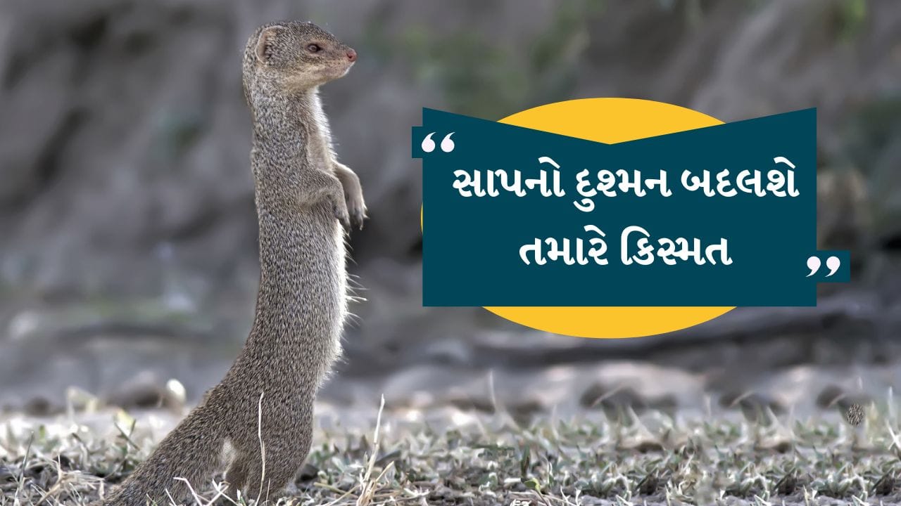 
આપણે ઘણીવાર લોકોને કહેતા સાંભળીએ છીએ કે નોળિયાને જોવો શુભ છે. જ્યારે આપણે કોઈ કાર્ય માટે ઘરેથી નીકળીએ છીએ અને રસ્તામાં કોઈને જોઈએ છીએ, ત્યારે તે કાર્ય શુભ છે. 
