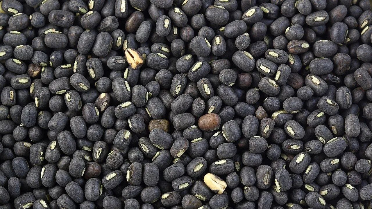 કાળી અડદ દાળ: પોષણશાસ્ત્રીઓના મતે, કાળા અડદની દાળને 8 થી 10 કલાક સુધી પલાળી રાખવી જોઈએ. આનાથી તે સારી રીતે રંધાય અને જે સરળતાથી પચી જાય છે.