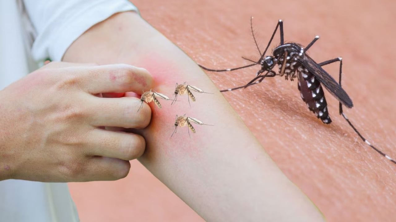 આ છોડ ઘરમાં તેની સુંગધથી મચ્છર, માખી સહિત અને જીવજંતુને દૂર ભગાડે છે. જો આ છોડ તમે ઘરમાં રાખો છો તો તેનાથી ઘરમાં સુંગધીત વાતાવરણ રહે છે. (ફોટો ક્રેડિટ-સોશિયલ મીડિયા)