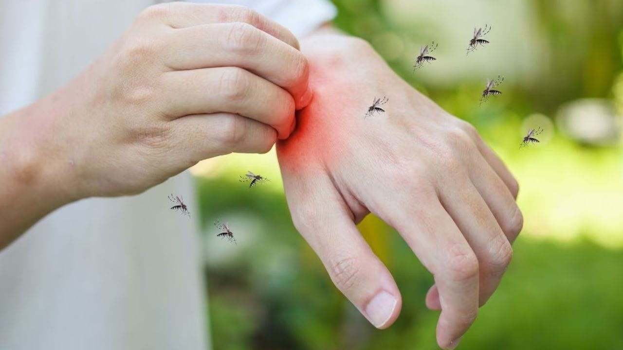 ગરમી શરુ થઈ ગઈ છે ત્યારે આ ગરમીમા મચ્છરનો આતંક પણ વધારે જોવા મળે છે. સાંજનો સમય થતા મચ્છર ઘરની બાલ્કની કે અન્ય જગ્યાએથી ઘરમાં પ્રવેશે છે અને ઘરના બાળકોથી લઈને મોટા સુધી બધાને કરડે છે. તેમના કરડવાથી શાંતિથી બેસવું કે ફરવું પણ મુશ્કેલ બને છે. ઘણીવાર, આ મચ્છરો રાત્રે સારી ઊંઘ લેવાનું પણ અશક્ય બનાવે છે. જો તમે પણ આ જંતુઓથી છુટકારો મેળવવા માંગતા હો અને કુદરતી ઉકેલો શોધી રહ્યા હોવ, તો મચ્છર ભગાડનારા છોડને ઘરમાં લગાવી શકો છો. (ફોટો ક્રેડિટ-સોશિયલ મીડિયા)