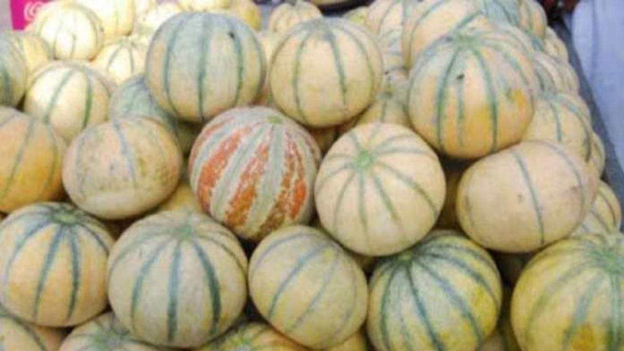 1.ટેટીના બાહ્ય પડ પરની લાઈન પરથી: ટેટીની મીઠાશ તેની બાહ્ય સપાટી પર  દેખાતી પટ્ટીઓ કે લાઈન દ્વારા નક્કી કરી શકાય છે. આ લાઈનનું નજીકથી અવલોકન કરો. જો તમે આ લાઈન વચ્ચે લગભગ બે આંગળીઓની પહોળાઈ જેટલું અંતર જોવા મળે તો, તો તે સૂચવે છે કે ફળ સારી રીતે પાક્યું છે. આવી ટેટી સામાન્ય રીતે વધુ મીઠી અને રસાદાર હોય છે. (ફોટો ક્રેડિટ-સોશિયલ મીડિયા)