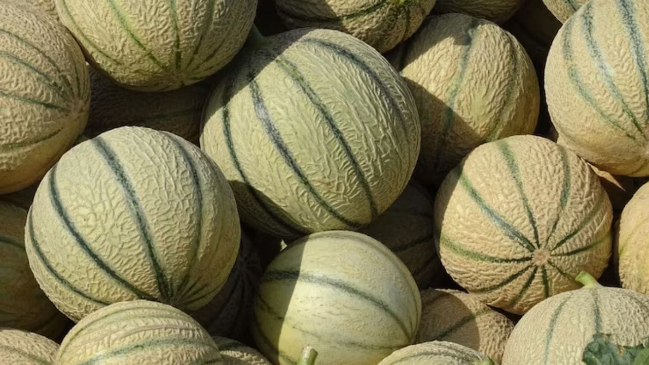 2. હળવું દબાવી તપાસો: તમારા હાથ વડે ટેટીને થોડું દબાવીને પણ જોઈ શકો છો . જો આમ કરતા ટેટી દબાય કે પછી થોડી પોંચી લાગે તો, તે ફળ પાકેલું છે; જો કે વધારે પડતી નરમ લાગે, તો તેને ખરીદશો નહીં, કારણ કે તે અંદરથી બગડેલી હોઈ શકે છે. (ફોટો ક્રેડિટ-moneycontrol)