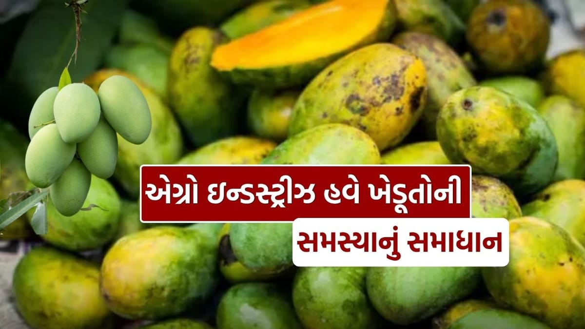દક્ષિણ ગુજરાતના નવસારીમાં બાગાયતી પાક ઉત્પાદકો મૂલ્યવર્ધન પ્લાન્ટની માંગ, એગ્રો ઇન્ડસ્ટ્રીઝના અભાવે ખેડૂતોને કરોડોનું નુકસાન! જુઓ Video