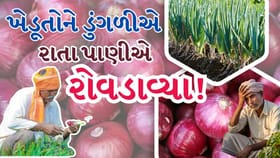 ડુંગળી પકવતા ખેડૂતો માટે 