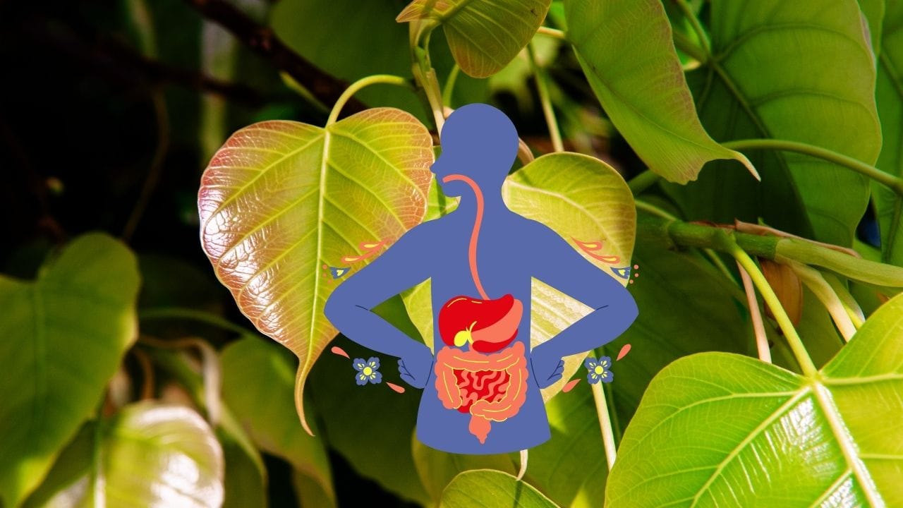 આયુર્વેદ અનુસાર પીપળાના પાંદડામાં એન્ટીઑક્સિડન્ટ, બળતરા વિરોધી અને એન્ટિમાઇક્રોબિયલ ગુણધર્મો હોય છે. આ ગુણધર્મો શરીરને અનેક રોગોથી બચાવવામાં મદદ કરે છે. નિષ્ણાતોનું માનવું છે કે પીપળાના પાંદડામાં રહેલું ફાઇબર પાચનતંત્ર માટે લાભદાયક છે. તે ગેસ, કબજિયાત, એસિડિટી અને અપચો જેવી સમસ્યાઓમાં રાહત આપવામાં મદદ કરે છે. નિયમિત સેવનથી આંતરડાની સફાઈ સુધરે છે અને પાચનતંત્ર મજબૂત બને છે.