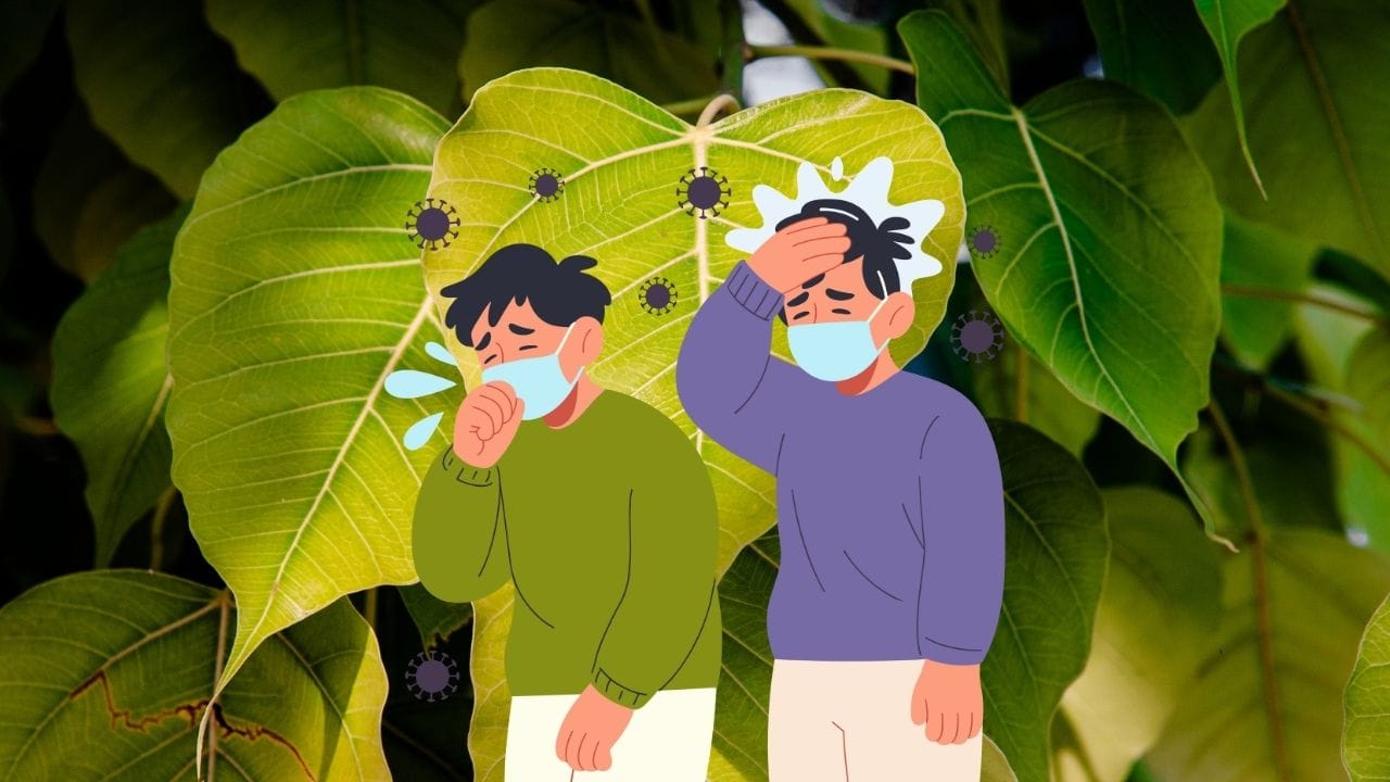 પીપળાના પાંદડા શ્વસન સંબંધિત સમસ્યાઓમાં પણ ઉપયોગી માનવામાં આવે છે. ઉધરસ, શરદી અને અસ્થમા જેવી સમસ્યાઓમાં તેના પાંદડાથી બનાવેલો કઢો અથવા રસ લાભદાયક સાબિત થઈ શકે છે. આ ઉપરાંત, તે શરીરની રોગપ્રતિકારક શક્તિ વધારવામાં પણ મદદ કરે છે, જેના કારણે શરીર રોગો સામે વધુ મજબૂત બને છે.