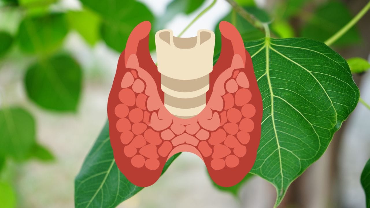 આયુર્વેદમાં પીપળાના પાંદડા શરીરમાંથી ઝેરી તત્વો દૂર કરવામાં મદદરૂપ ગણવામાં આવે છે. કેટલાક કિસ્સાઓમાં સ્ત્રીઓમાં હોર્મોનલ અસંતુલન, PCOD અને થાઇરોઇડ જેવી સમસ્યાઓમાં પણ તેના ઉપયોગની ચર્ચા કરવામાં આવે છે. જોકે આવા સંજોગોમાં તેનો ઉપયોગ કરતા પહેલા તબીબી સલાહ લેવી જરૂરી છે.