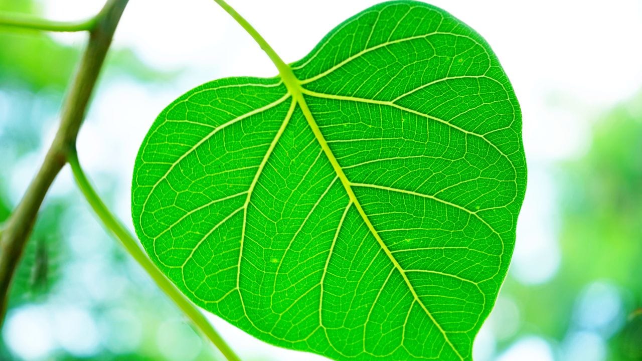 પીપળાના પાંદડાનો ઉપયોગ કરવો પણ ખૂબ સરળ છે. પાંદડાને સારી રીતે ધોઈને તેનો રસ બનાવી શકાય છે. સામાન્ય રીતે 2 થી 3 તાજા પાંદડાનો રસ એક ગ્લાસ પાણીમાં ભેળવીને સવારે ખાલી પેટે પીવો લાભદાયક માનવામાં આવે છે. પાંદડાને પાણીમાં ઉકાળી કઢા અથવા ચા તરીકે પણ પી શકાય છે. કેટલાક લોકો સવારે ખાલી પેટે 2 થી 3 તાજા પાંદડા ચાવીને પણ લે છે.