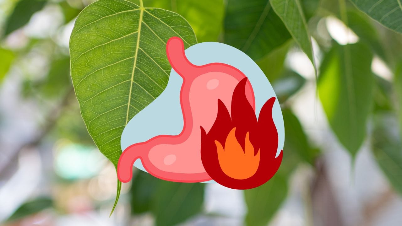 જો કે પીપળાના પાંદડાનું વધુ પડતું સેવન કરવું યોગ્ય નથી. વધુ માત્રામાં લેવાથી પેટમાં બળતરા અથવા અન્ય પાચન સમસ્યાઓ થઈ શકે છે. ખાસ કરીને સગર્ભા સ્ત્રીઓએ ડૉક્ટરની સલાહ લીધા વિના તેનો ઉપયોગ ન કરવો જોઈએ.