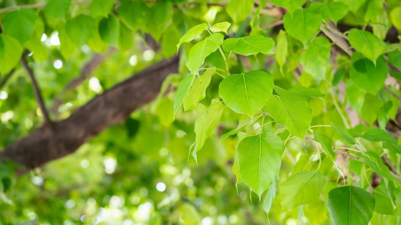 સારમાં કહીએ તો પીપળાના પાંદડા ઔષધીય ગુણોથી ભરપૂર છે. યોગ્ય માત્રામાં અને યોગ્ય રીતે તેનો ઉપયોગ કરવામાં આવે તો તે પાચન સુધારવા, રોગપ્રતિકારક શક્તિ વધારવા, હૃદય અને ત્વચાના સ્વાસ્થ્ય જાળવવા તેમજ શરીરને તંદુરસ્ત રાખવામાં મદદરૂપ બની શકે છે. પીપળાનું વૃક્ષ માત્ર ધાર્મિક રીતે જ મહત્વપૂર્ણ નથી, પરંતુ સ્વસ્થ જીવન માટે પણ તે ખૂબ લાભદાયક માનવામાં આવે છે. (નોંધ : અહી આપવામાં આવેલી માહિતી ફક્ત આપની જાણકારી માટે હે. કોઈ પણ રોકાણ કરવા પહેલા નિષ્ણાંતોની સલાહ લેવી જરૂરી છે.)