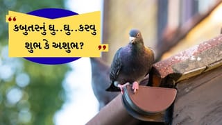 Vastu Tips : કબુતરનું તમારા બાલ્કનીમાં બેસીને ઘુ..ઘુ..બોલવુ અવગણશો નહીં, જાણો શું સંકેત આપે છે