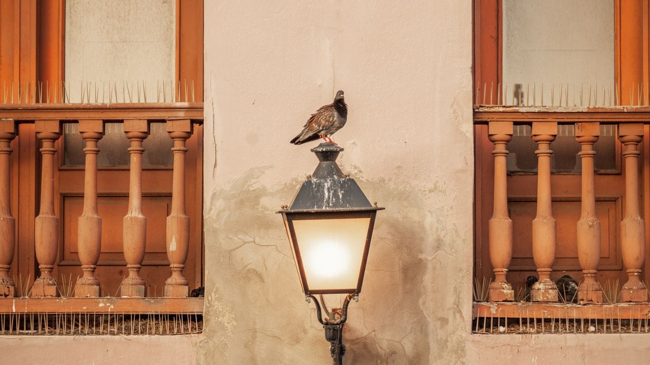 દિલ્હી સ્થિત જ્યોતિષી પંડિત આલોક પાંડે કબૂતર સાથે સંકળાયેલા કેટલાક શુભ અને અશુભ સંકેતો સમજાવે છે.
