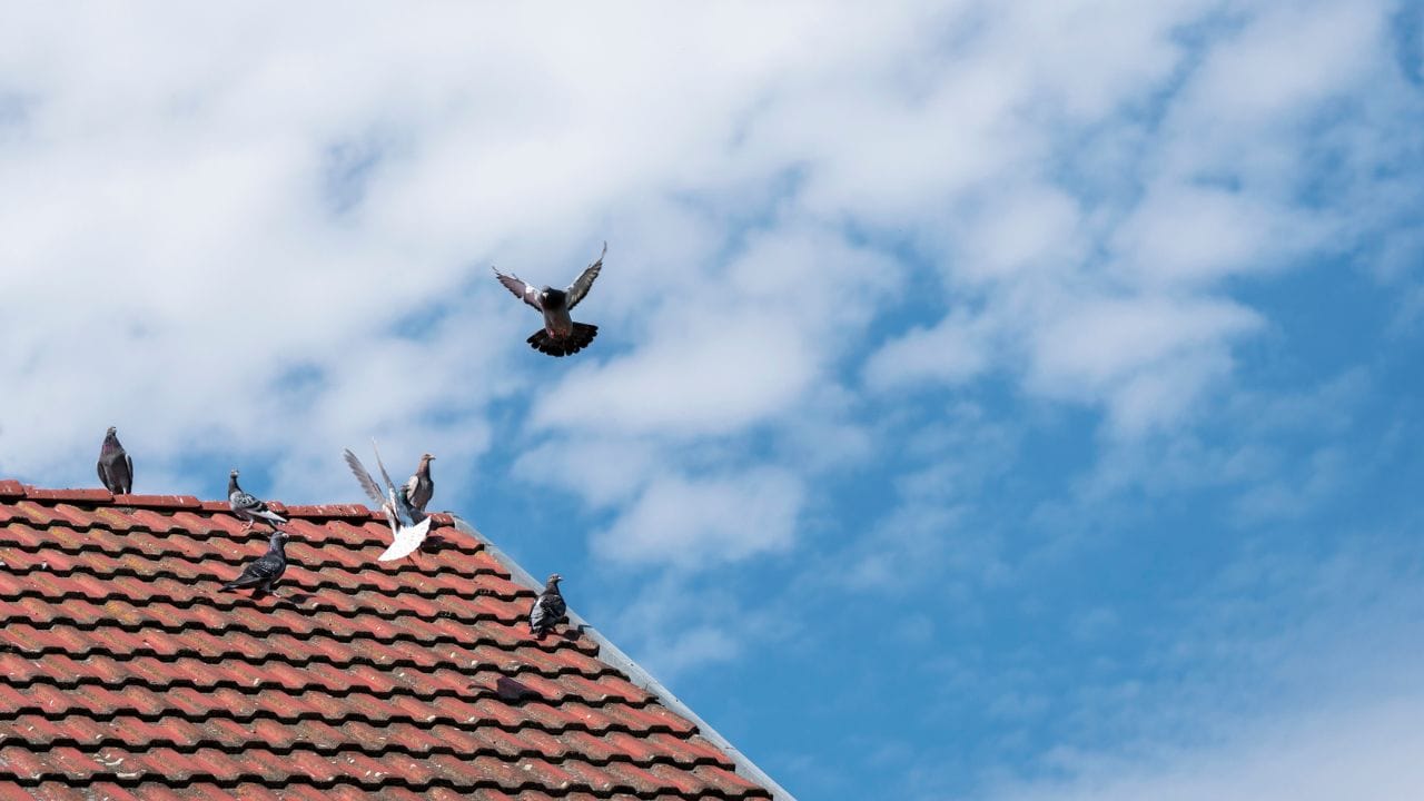 શાસ્ત્રો અનુસાર, ઘરમાં કબૂતરનું આગમન દુર્ભાગ્યને સારા નસીબમાં ફેરવી શકે છે. જો તમે વહેલી સવારે કબૂતરનો કૂદકા સાંભળો છો, તો તે સમૃદ્ધિનો સંકેત હોઈ શકે છે. એવું માનવામાં આવે છે કે ઘરમાં કબૂતરનું આગમન સુખ અને શાંતિમાં વધારો કરે છે.
