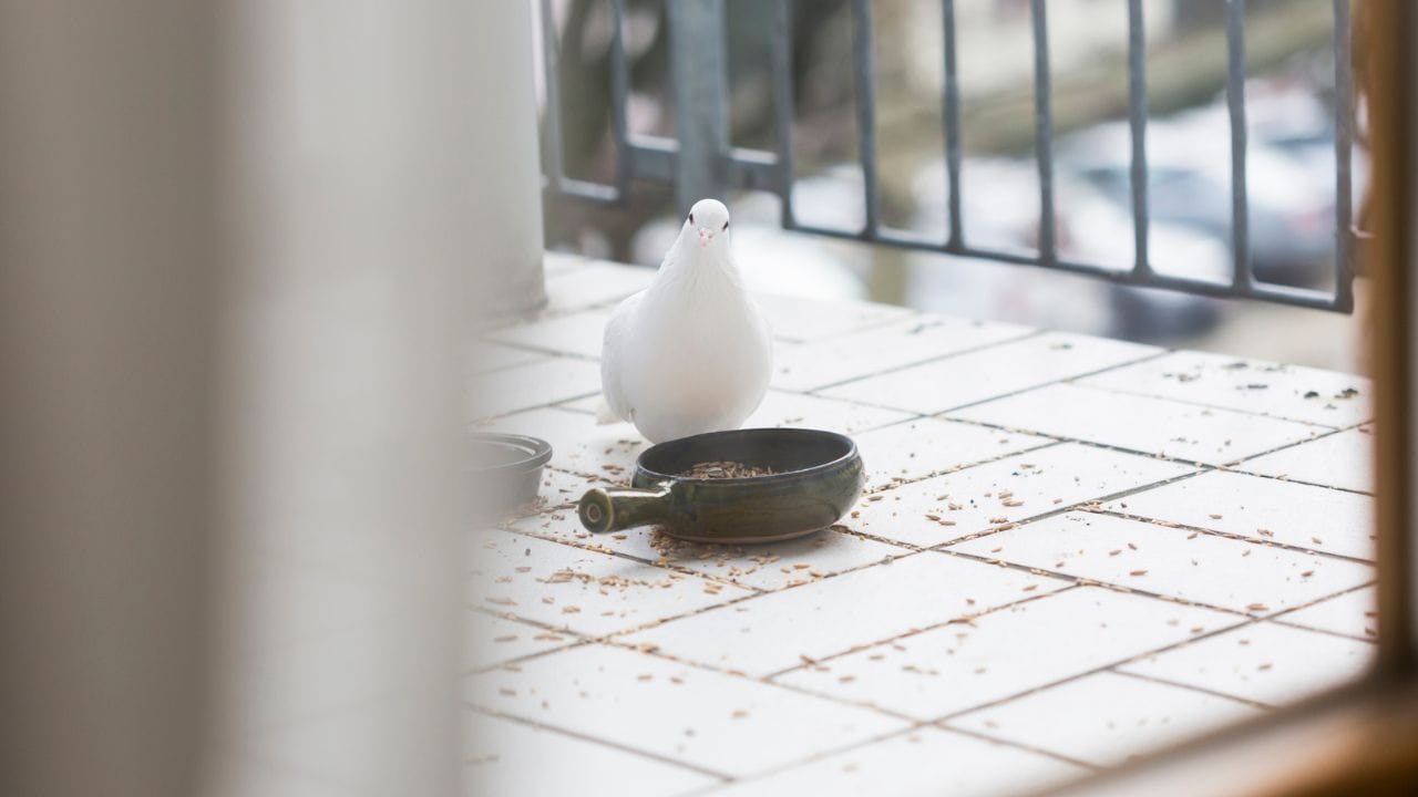 જો કબૂતરો માળો બનાવ્યા વિના તમારા ઘરે આવતા રહે છે અને ઘુ...ઘુ.. બોલતા રહે છે, તો તે એક સારો સંકેત છે. શુકનો કહે છે કે કબૂતરો દેવી લક્ષ્મીના ભક્ત છે, તેથી જ્યારે તેઓ ઘરે આવે ત્યારે તેમને ખવડાવવાનું ભૂલશો નહીં. જ્યોતિષશાસ્ત્ર એવું પણ માને છે કે કબૂતરોને ખવડાવવાથી તમારી કુંડળીમાં ગુરુ અને બુધની સ્થિતિ મજબૂત થાય છે. વધુમાં કબૂતરોનું આગમન ઘરમાં સકારાત્મક ઉર્જા વધારે છે.
