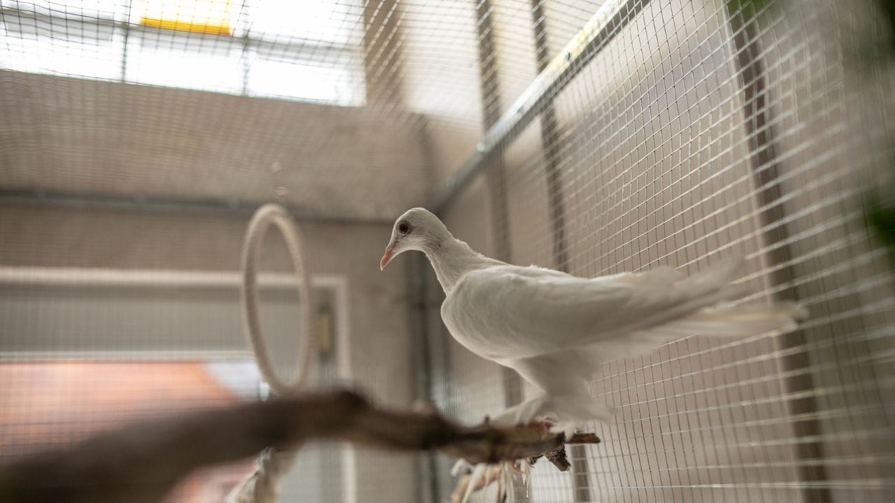 માન્યતા અનુસાર કબૂતરો ઘરમાં માળો બનાવે છે તે અશુભ માનવામાં આવે છે. ઘણીવાર એવું જોવા મળ્યું છે કે કબૂતરો છત અથવા બાલ્કનીમાં માળો બનાવે છે. શુકનો માને છે કે ઘરમાં કબૂતરનો માળો બનાવવો અશુભ છે. 
