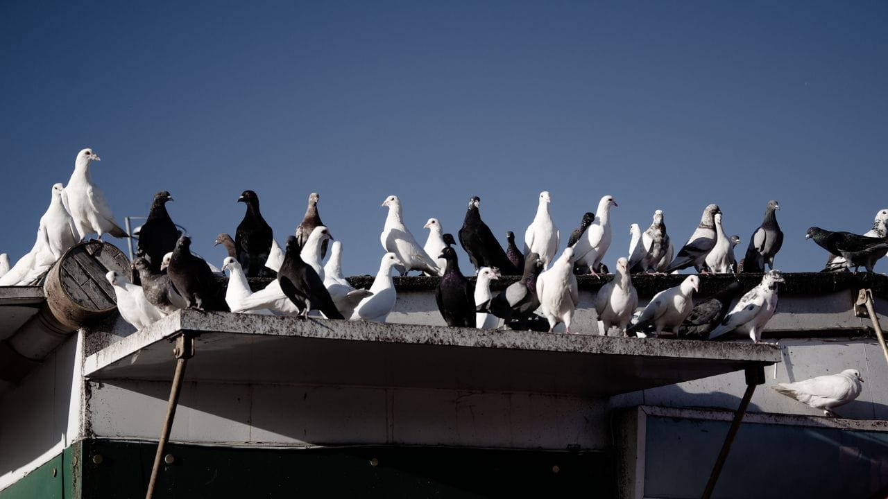 
ઘરમાં કબૂતરનો માળો દુર્ભાગ્યને આમંત્રણ આપે છે. તેથી, શક્ય તેટલી વહેલી તકે તમારા ઘરમાંથી કબૂતરનો માળો દૂર કરો. 