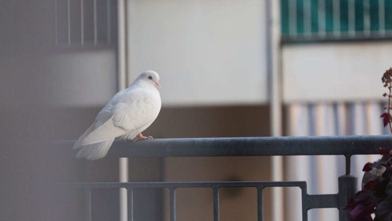 એવું માનવામાં આવે છે કે કબૂતરનો માળો બનાવવાથી પરિવારના સભ્યોની આર્થિક સ્થિતિ પર નકારાત્મક અસર પડે છે, અને તેમને તેમના કાર્યક્ષેત્રમાં વિવિધ સમસ્યાઓનો સામનો કરવો પડી શકે છે.(All Photo Credits: Getty Images)