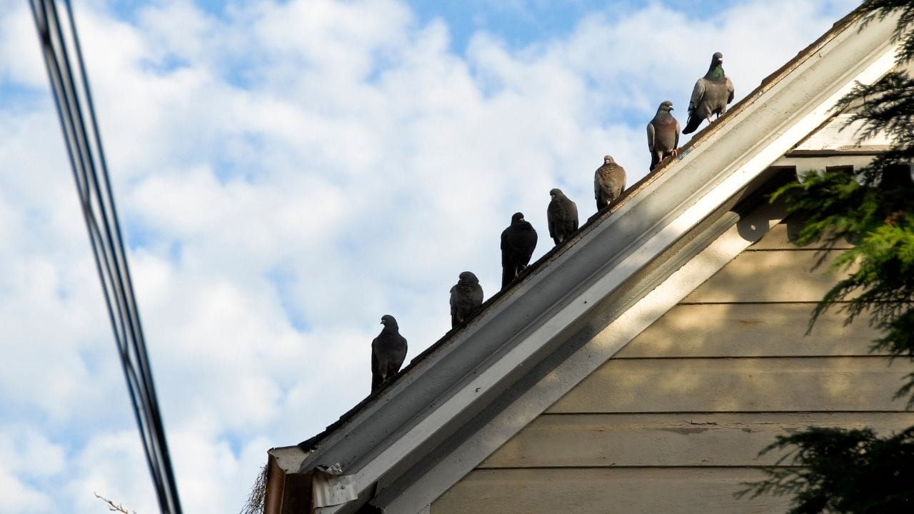 હિન્દુ ધર્મમાં, કબૂતરને સુખ અને શાંતિનું પ્રતીક માનવામાં આવે છે. કેટલાક હિન્દુઓ કબૂતરને દેવી લક્ષ્મીનો ભક્ત પણ માને છે, અને ઘરમાં તેમનું આગમન શુભ માનવામાં આવે છે. તેનાથી વિપરીત કેટલાક માને છે કે કબૂતરનું વારંવાર ઘરમાં આવવાથી અથવા માળો બનાવવાથી દુર્ભાગ્ય આવી શકે છે. 
