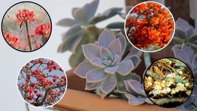 રંગબેરંગી ફૂલોવાળા લીલાછમ છોડ એક મનોહર દૃશ્ય છે, પરંતુ કેટલાક છોડ એવા પણ છે જે ખીલે ત્યારે એકદમ સુંદર દેખાય છે, પરંતુ તેમાં પાંદડા નથી. તો ચાલો, એવા પાંચ છોડ વિશે જાણીએ જે ફક્ત ફૂલો જ આપે છે, પણ પાંદડા હોતા નથી.