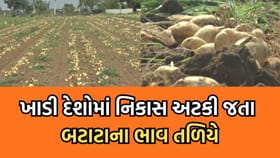 ખાડી દેશોમાં બટાટાની નિકાસ અટકી જતા ભાવમાં કડાકો, ખેડૂતોને નુકસાન