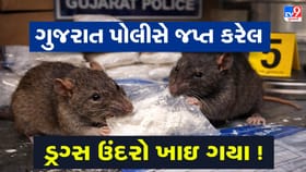 શું ગુજરાતના ઉંદરો નશેડી બની ગયા? 2000 કિલોથી વધુનું ડ્રગ્સ ખાઈ ગયા?