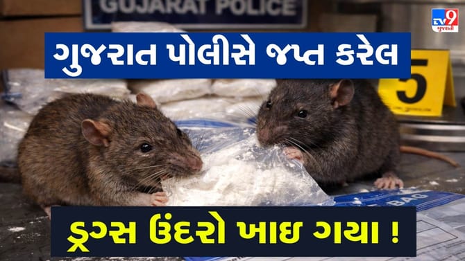 શું ગુજરાતના ઉંદરો નશેડી બની ગયા? 2000 કિલોથી વધુનું ડ્રગ્સ ખાઈ ગયા?