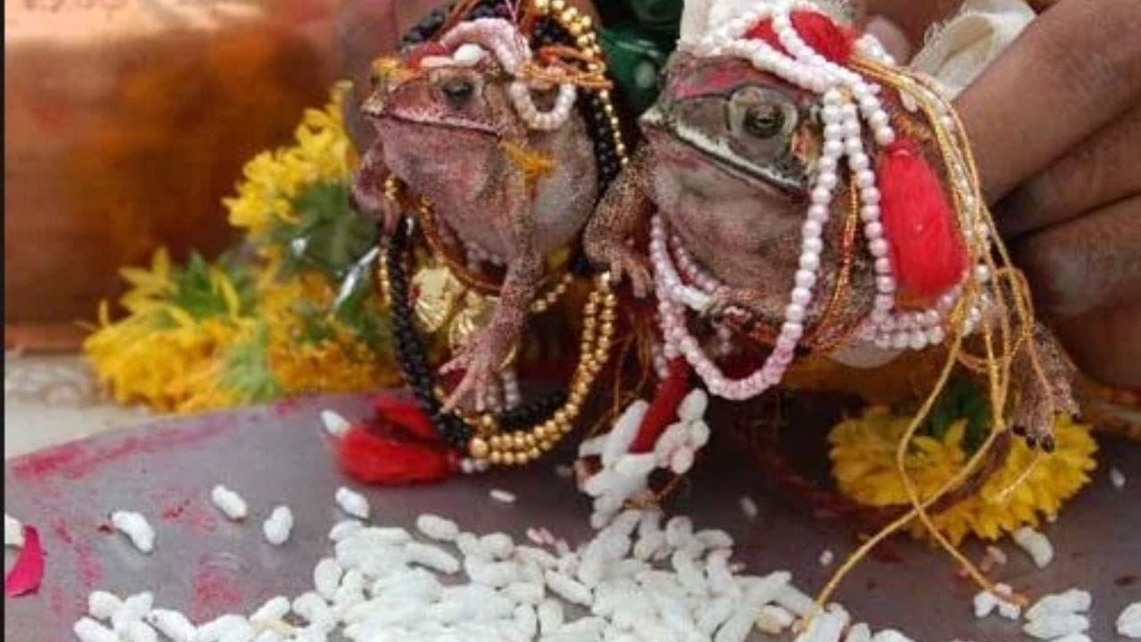 ગામમાં જ્યારે દુષ્કાળ જેવી સ્થિતિ હોય અથવા વરસાદ ખેંચાયો હોય, ત્યારે પાકને બચાવવા માટે આ ઉપાય કરવામાં આવે છે. ગ્રામજનો માને છે કે દેડકાના લગ્ન થવાથી આકાશમાંથી અમૃત જેવો વરસાદ વરસે છે, જે ખેતી અને ગ્રામીણ અર્થતંત્રને જીવતદાન આપે છે. (Image Credit: Reddit)