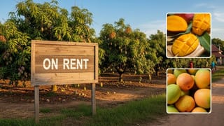 Rent A Tree: આ ગરમીની સીઝનમાં કેરીનું વૃક્ષ ભાડે લો અને ઘરે બેઠા જ મેળવો 90-100 કિલો કેરી!