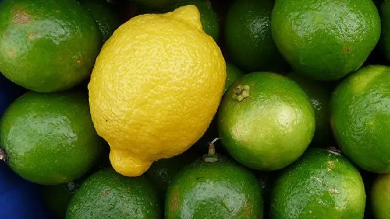 લીંબુ સંગ્રહ કરવાની યોગ્ય રીત: ઉનાળાની ઋતુમાં લીંબુનો વ્યાપકપણે ઉપયોગ થાય છે, પરંતુ જો લાંબા સમય સુધી સંગ્રહિત કરવામાં ન આવે તો તે બગડી શકે છે. જો તમે લીંબુને લાંબા સમય સુધી તાજા રાખવા માંગતા હોય, તો તેના પર તેલ લગાવો અને પછી તેને રેફ્રિજરેટરમાં હવાચુસ્ત પાત્રમાં રાખો. લીંબુ બગડશે નહીં અને તેનો સ્વાદ પણ તાજો રહશે. All Photo Credit Social Media
