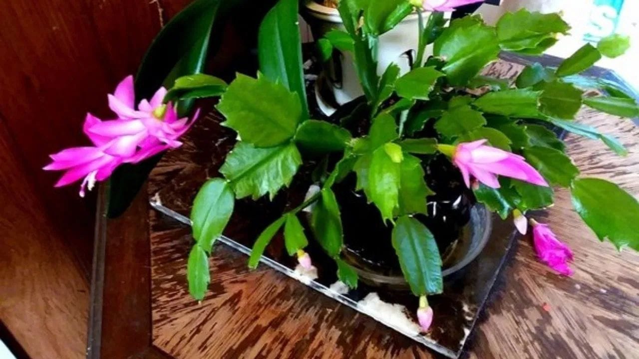 Summer Plant Care: છોડ ફક્ત ઘરની શોભામાં વધારો જ નથી, છોડ હવાને શુદ્ધ રાખવાનુ પણ કામ કરે છે. તમે છોડને ઘરની અંદર રાખો કે તમારી બાલ્કની માં રાખો કે પછી તમારા ઘરના ધાબા પર, જો તમે છોડને લીલોતરી અને સારો રાખવા માંગતા હો, તો તેમને તમારા પોતાના બાળકો જેટલી જ કાળજી લેવાની જરૂર છે. થોડી બેદરકારી પણ છોડને સુકવી  શકે છે, ખાસ કરીને ઉનાળાની ઋતુમાં. તીવ્ર ગરમી અને તીવ્ર સૂર્યપ્રકાશને કારણે છોડ સુકાઈ શકે છે, તેમના મૂળ સડવા લાગે છે અને પાંદડા પીળા થઈ જાય છે, જેના કારણે તેમને તેમના મુળ સ્વરૂપ લાવવામા થોડી વધારે વાર લાગે છે. પરંતુ કેટલાક કુદરતી ખાતરો એવા છે જેનો ઉપયોગ તમે તમારા છોડને હર્યો-ભર્યો રાખી શકો છો. જો તમે પણ ઇચ્છો છો કે તમારા છોડ ઉનાળામાં પણ લીલા રહે, તો આ લેખ તમારા માટે છે. આ લેખમાં, અમે તમને પાંચ અલગ અલગ ખાતરો અને સ્પ્રે વિશે જણાવીશું જે તમે ઘરે સરળતાથી તૈયાર કરી શકો છો.