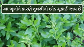 તુલસીનો છોડ સૂકાઈ જાય છે? જાણો ભૂલો અને સાચી કાળજી