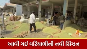 ઊંઝા APMCમાં વરિયાળીની નવી આવકનો ધમધમાટ