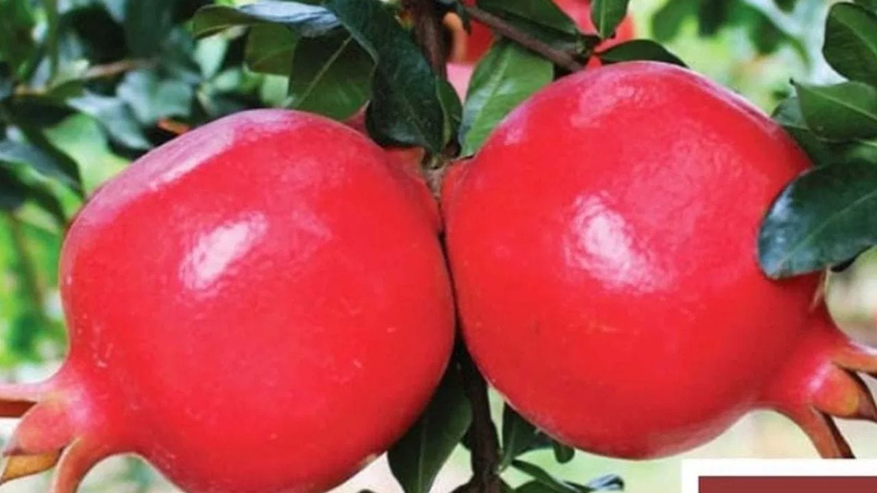 બ્લેન્ડિંગ (Blending): એક મિક્સર જારમાં 2 કપ સમારેલા તરબૂચ, અડધો કપ દાડમના બીજ (થોડા દાણા બાજુ પર રાખવા), એક આખા નારિયેળનું પાણી અને ફુદીનાના તાજા પાન ઉમેરીને તેને સ્મૂધ પીસી લો.