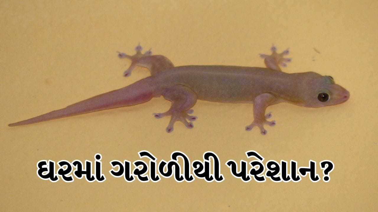 ગરોળી આપણી દિવાલો પર બાથરૂમમાં, રસોડામાં કે બેડરૂમમાં સામાન્ય રીતે જોવા મળે છે. નાના કદ હોવા છતાં તે ડરામણી અને હેરાન કરી શકે છે. બાળકો અને પુખ્ત વયના લોકો બંનેને તે ગમતું નથી. ક્યારેક પાણી છાંટીને તેમને ભગાડવાનો પ્રયાસ કરવામાં આવે છે, પરંતુ તે હંમેશા પાછા ફરે છે. તેમને મારવાને બદલે કેટલાક સરળ ઘરેલું ઉપાયો તેમને દૂર રાખવામાં મદદ કરી શકે છે. 
