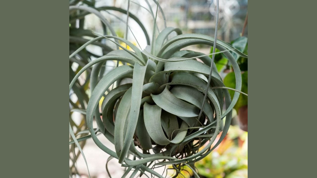 ટિલેન્ડ્સિયા ટેક્ટોરમ એક હવાની અવરજવર થતો છોડ છે અને તેના નામ પ્રમાણે, તે હવામાં ભેજ પર ખીલે છે. તે એક એવો છોડ છે જે ઉચ્ચ ભેજમાં પણ ઉગે છે. તેને માટીની જરૂર નથી અને તેને પથ્થર, કાચ અથવા લાકડાના પાત્રમાં પાણી સાથે ઉગાડી શકાય છે. તેને વધુ પડતા પાણીની પણ જરૂર નથી. તે ફક્ત હળવા પાણીના ફુંવારાથી પણ ઉગે છે.