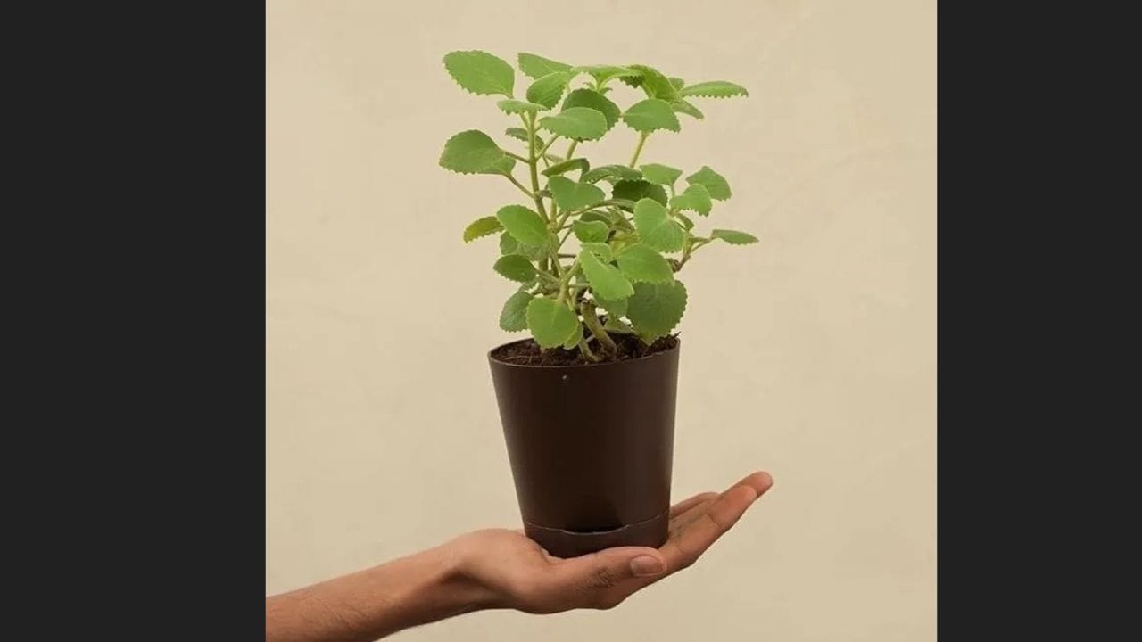 પર્યાવરણનું શુદ્ધિકરણ: અજમાનો છોડ રોપવાથી ઘરનું વાતાવરણ શુદ્ધ બને છે. તે ઘરમાં શાંતિ જાળવવામાં મદદ કરે છે, સાથે સાથે પરિવારના સભ્યોમાં પરસ્પર સુમેળ અને સમજણ પણ વધે છે. તે ઘરને ઉત્સાહ અને સકારાત્મકતાની ભાવનાથી ભરે છે. (ફોટો ક્રેડિટ-સોશિયલ મીડિયા)