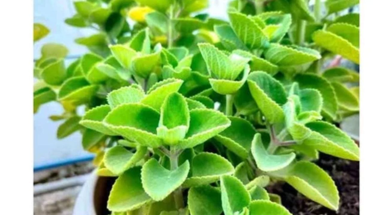 સંબંધોમાં સુધાર આવે: ઘરમાં અજમાનો છોડ લગાવવાથી સંબંધોમાં સુધાર આવે છે. જો કોઈ પરિવારના સભ્યોમાં વધુ પડતા મતભેદોને કારણે સતત ઝઘડા થતા હોય, તો તેમણે અજમાનો છોડ રોપવાનું વિચારવું જોઈએ. આમ કરવાથી ઘરમાં પરસ્પર સુમેળ અને સૌહાર્દ પુનઃસ્થાપિત કરવામાં મદદ મળે છે. (ફોટો ક્રેડિટ-સોશિયલ મીડિયા)