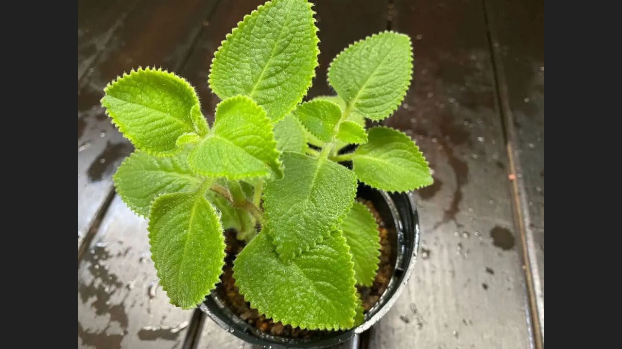 વાસ્તુ શાસ્ત્ર આપણી જીવનશૈલી સાથે સીધું જોડાયેલું છે. ઘરની સજાવટ માટે આપણે જે વસ્તુઓ પસંદ કરીએ છીએ - અને આપણે તેને ક્યાં અને કેવી રીતે મૂકીએ છીએ - તેનો આપણા જીવન પર મૂર્ત પ્રભાવ પડે છે. વાસ્તુ અનુસાર, ઘરમાં વિવિધ પ્રકારના છોડ લગાવવા ખૂબ જ શુભ માનવામાં આવે છે. તેમની હાજરી આપણા જીવનમાં આવતી અસંખ્ય મુશ્કેલીઓને દૂર કરવામાં મદદ કરે છે અને પરિવારમાં શાંતિ અને ખુશીનું વાતાવરણ બનાવે છે. ઘણા લોકો ઘરમાં અજમાનો છોડ લગાવતા હોય છે, ત્યારે વાસ્તુની દ્રષ્ટિએ ઘરમાં અજમાનો છોડ લગાવવો શુભ છે કે અશુભ જાણો અહી. (ફોટો ક્રેડિટ-સોશિયલ મીડિયા)