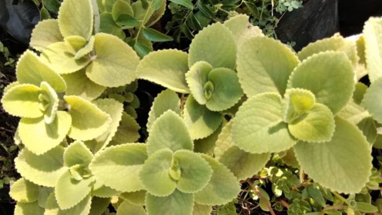 મુશ્કેલીઓનો અંત આવે: જો તમે તમારા જીવનમાં સતત સમસ્યાઓનો સામનો કરી રહ્યા હોવ, તો ઘરે અજમાનો છોડ રોપવાનો પ્રયાસ કરો. તે તમારી બધી મુશ્કેલીઓ અને મુશ્કેલીઓનો અંત લાવવામાં મદદ કરશે.(ફોટો ક્રેડિટ-સોશિયલ મીડિયા)