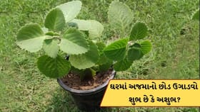 ઘરમાં અજમાનો છોડ લગાવવો જોઈએ કે નહીં? જાણો વાસ્તુ મુજબ શુભ છે કે અશુભ