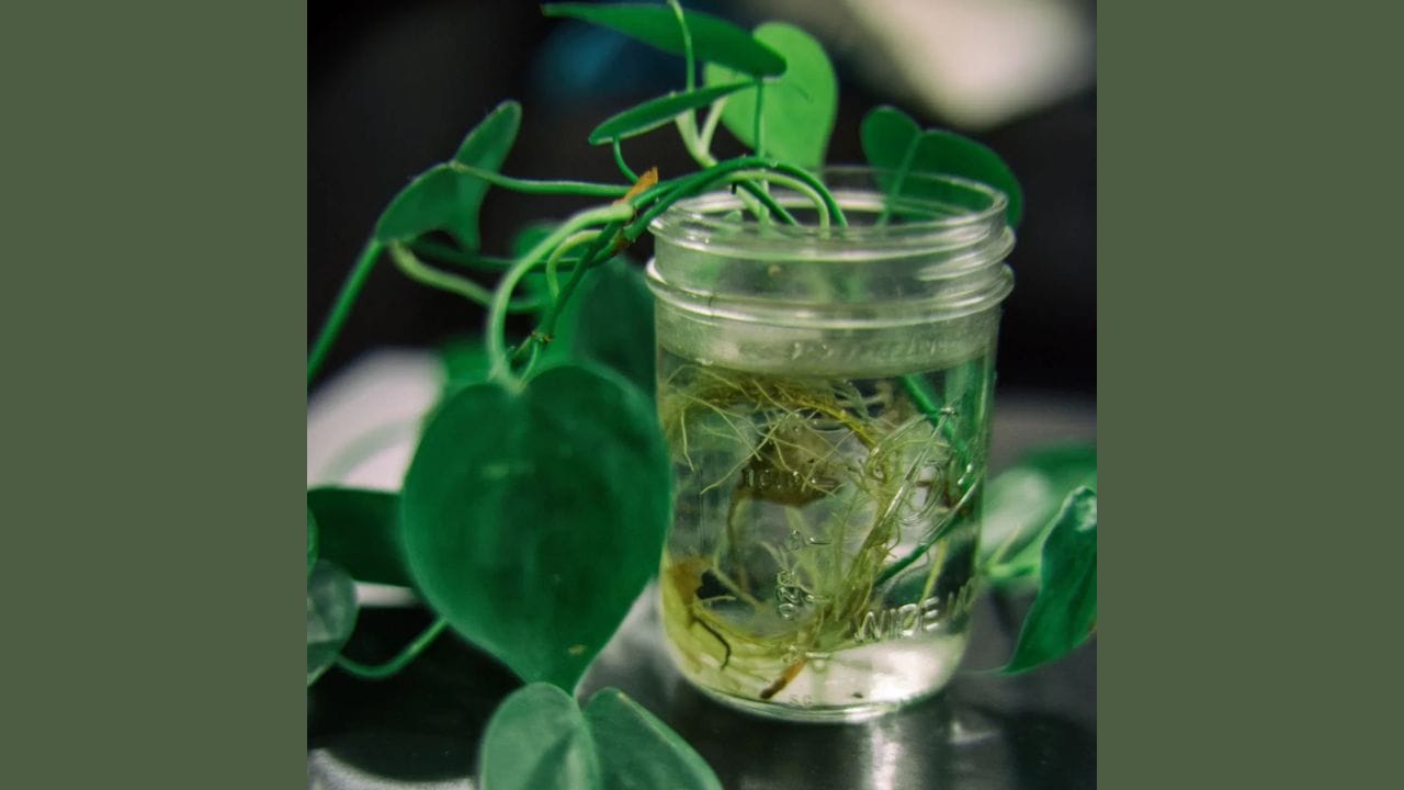 તમે માટી વગર પણ ફિલોડેન્ડ્રોન (Philodendron) ઉગાડી શકો છો, ફક્ત પાણીમાં. એક સ્વસ્થ ડાળી કાપીને તેને પાણીથી ભરેલા બરણીમાં મૂકો. આ બરણીને એવી જગ્યાએ મૂકો જ્યાં તેજસ્વી સૂર્યપ્રકાશ મળે પણ સીધો સૂર્યપ્રકાશ ન મળે. ઓછામાં ઓછા દર ચાર દિવસે બરણીમાં પાણી બદલવું મહત્વપૂર્ણ છે.