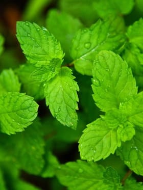 કયું જ્યુસ પાચન સુધારવામાં મદદ કરી શકે છે?