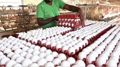 Breaking News: ભારતમાં ઈંડાની કિંમતમાં ઘટાડો, 7 રુપિયાથી ઘટીને 5 રુપિયા થયો ભાવ, જાણો ઘટાડા પાછળ શું છે કારણ?